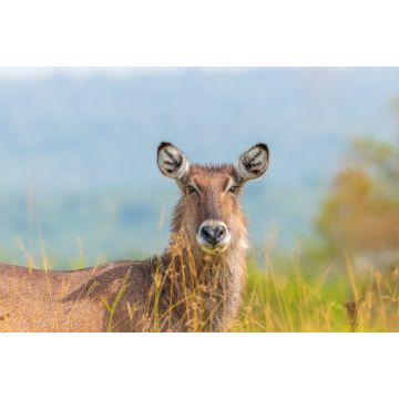 Lais Puzzle - Weiblicher Defassa-Wasserbock (Kobus ellipsiprymnus defassa), Lake Mburo National Park, Uganda - 2.000 Teile
