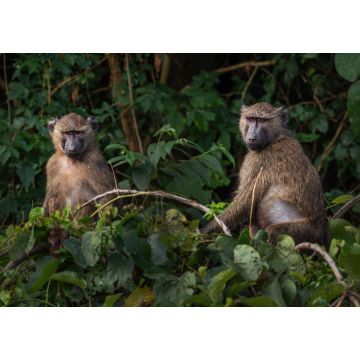 Lais Puzzle - Olivpavian - Papio anubis, großer Bodenprimat aus afrikanischen Büschen und Wäldern, Bale-Berge, Budongo-Wald, Uganda - 1.000 Teile