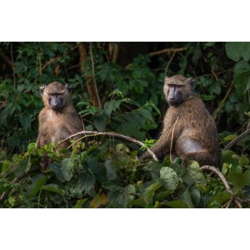 Lais Puzzle - Olivpavian - Papio anubis, großer Bodenprimat aus afrikanischen Büschen und Wäldern, Bale-Berge, Budongo-Wald, Uganda - 2.000 Teile