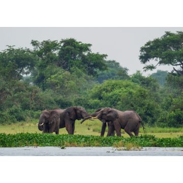 Lais Puzzle - Afrikanischer Buschelefant - Loxodonta africana, ikonisches Mitglied der afrikanischen Big Five, Murchison Falls, Uganda - 1.000 Teile