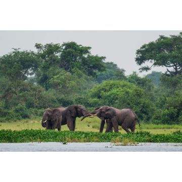 Lais Puzzle - Afrikanischer Buschelefant - Loxodonta africana, ikonisches Mitglied der afrikanischen Big Five, Murchison Falls, Uganda - 2.000 Teile