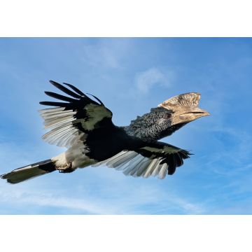 Lais Puzzle - Schwarz-Weiß-Hornvogel (Bycanistes subcylindricus), auch bekannt als Grauwangenhornvogel im Flug, Mpanga-Wald, Uganda - 1.000 Teile