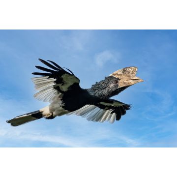 Lais Puzzle - Schwarz-Weiß-Hornvogel (Bycanistes subcylindricus), auch bekannt als Grauwangenhornvogel im Flug, Mpanga-Wald, Uganda - 2.000 Teile