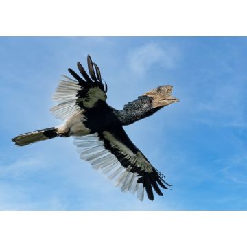 Lais Puzzle - Schwarz-Weiß-Hornvogel (Bycanistes subcylindricus), auch bekannt als Grauwangen-Hornvogel, im Flug, Mpanga-Wald, Uganda - 1.000 Teile