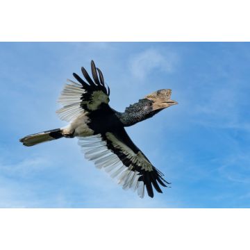 Lais Puzzle - Schwarz-Weiß-Hornvogel (Bycanistes subcylindricus), auch bekannt als Grauwangen-Hornvogel, im Flug, Mpanga-Wald, Uganda - 2.000 Teile