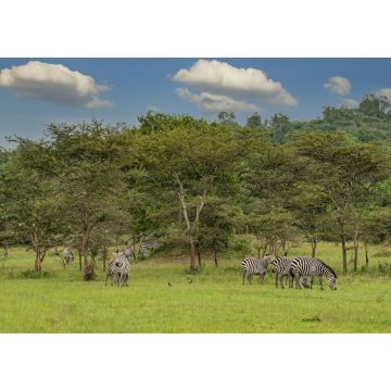 Lais Puzzle - Burchells-Zebras (Equus quagga burchellii), Lake Mburo National Park, Uganda - 1.000 Teile