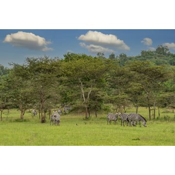 Lais Puzzle - Burchells-Zebras (Equus quagga burchellii), Lake Mburo National Park, Uganda - 2.000 Teile