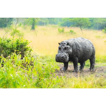 Lais Puzzle - Schlammiges altes Flusspferd (Hippopotamus amphibius), das aus dem Schlamm herausragt, Lake Mburo Nationalpark, Uganda - 2.000 Teile