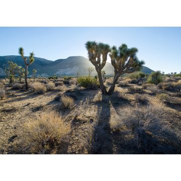 Lais Puzzle - Sonnenaufgang über dem Joshua Tree National Park in Kalifornien - 1.000 Teile
