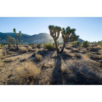 Lais Puzzle - Sonnenaufgang über dem Joshua Tree National Park in Kalifornien - 2.000 Teile