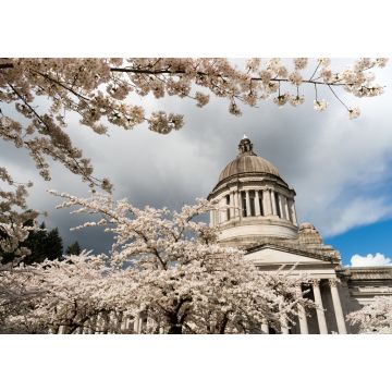 Lais Puzzle - Washington State Capital Building Olympia Kirschblüten im Frühling - 1.000 Teile