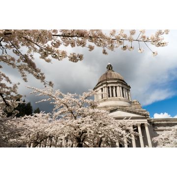 Lais Puzzle - Washington State Capital Building Olympia Kirschblüten im Frühling - 2.000 Teile