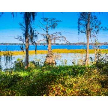 Lais Puzzle - Eine Sumpfzypresse entlang des Ufers des Lake Louisa in Florida - 40, 100, 200, 500, 1.000 & 2.000 Teile