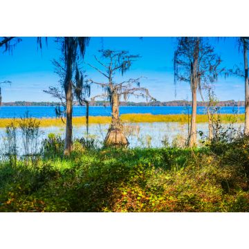 Lais Puzzle - Eine Sumpfzypresse entlang des Ufers des Lake Louisa in Florida - 1.000 Teile