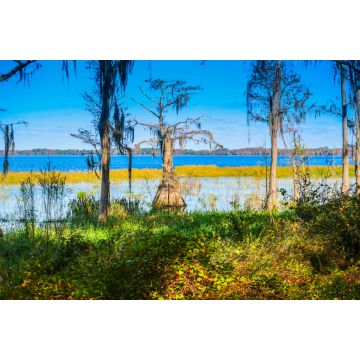Lais Puzzle - Eine Sumpfzypresse entlang des Ufers des Lake Louisa in Florida - 2.000 Teile