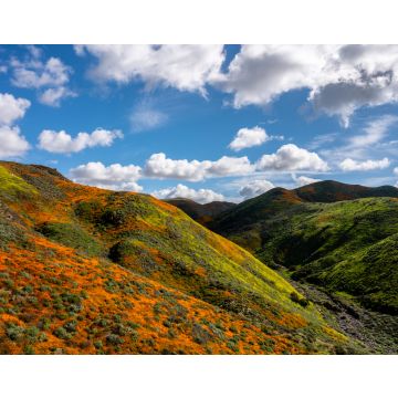 Lais Puzzle - Kalifornische Mohnblumen färben den Hang an einem schönen bewölkten Tag in Lake Elsinore, Kalifornien - 40, 100, 200, 500, 1.000 & 2.000 Teile