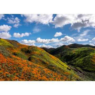 Lais Puzzle - Kalifornische Mohnblumen färben den Hang an einem schönen bewölkten Tag in Lake Elsinore, Kalifornien - 1.000 Teile