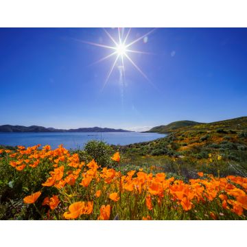 Lais Puzzle - Viele blühende Wildblumen am Diamond Valley Lake - 40, 100, 200, 500, 1.000 & 2.000 Teile