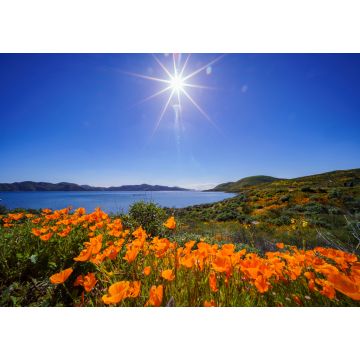 Lais Puzzle - Viele blühende Wildblumen am Diamond Valley Lake - 1.000 Teile