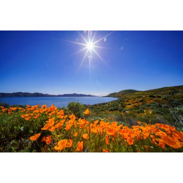 Lais Puzzle - Viele blühende Wildblumen am Diamond Valley Lake - 2.000 Teile
