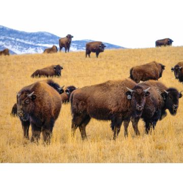 Lais Puzzle - Eine Herde domestizierter Bisons ist in der malerischen Prärie von Montana unterwegs - 40, 100, 200, 500, 1.000 & 2.000 Teile