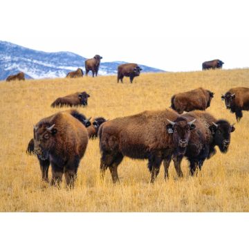 Lais Puzzle - Eine Herde domestizierter Bisons ist in der malerischen Prärie von Montana unterwegs - 1.000 Teile
