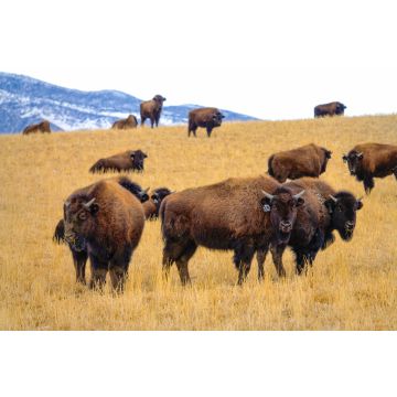 Lais Puzzle - Eine Herde domestizierter Bisons ist in der malerischen Prärie von Montana unterwegs - 2.000 Teile