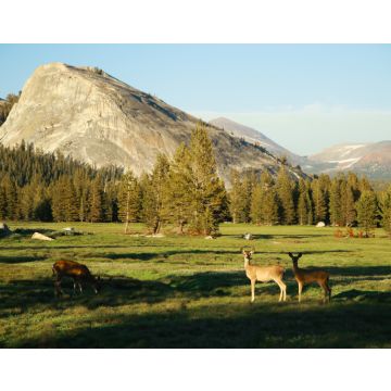 Lais Puzzle - Eine Familie von Weißwedelhirschen auf einer offenen grünen Wiese im Sommer, Tuolumne Meadows, Yosemite National Park, Kalifornien, USA - 40, 100, 200, 500, 1.000 & 2.000 Teile