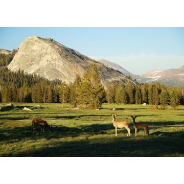 Lais Puzzle - Eine Familie von Weißwedelhirschen auf einer offenen grünen Wiese im Sommer, Tuolumne Meadows, Yosemite National Park, Kalifornien, USA - 1.000 Teile