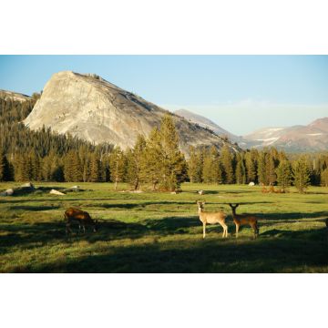 Lais Puzzle - Eine Familie von Weißwedelhirschen auf einer offenen grünen Wiese im Sommer, Tuolumne Meadows, Yosemite National Park, Kalifornien, USA - 2.000 Teile