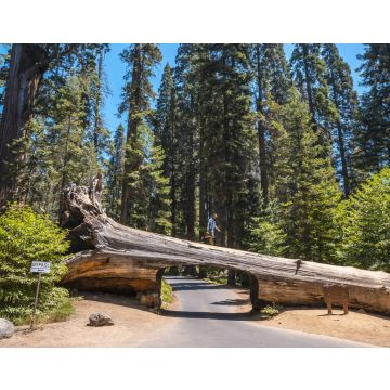 Lais Puzzle - Schöne Aufnahme einer Person, die an der Spitze eines Tunnelblocks im Sequoia National Park, Kalifornien, steht - 40, 100, 200, 500, 1.000 & 2.000 Teile