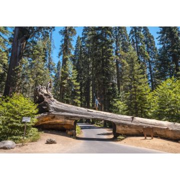 Lais Puzzle - Schöne Aufnahme einer Person, die an der Spitze eines Tunnelblocks im Sequoia National Park, Kalifornien, steht - 1.000 Teile