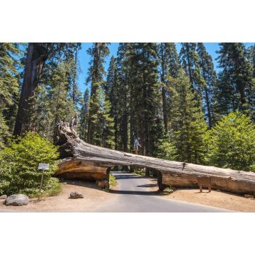 Lais Puzzle - Schöne Aufnahme einer Person, die an der Spitze eines Tunnelblocks im Sequoia National Park, Kalifornien, steht - 2.000 Teile