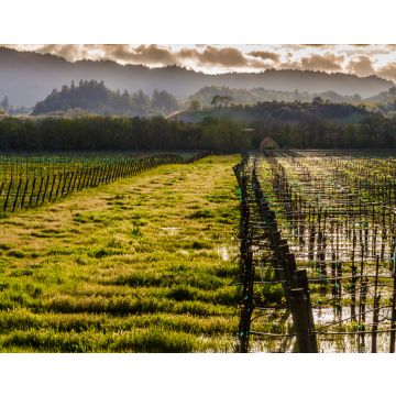 Lais Puzzle - Stehendes Wasser in einem Weinberg mit rollenden Hügeln in der Ferne, Dry Creek Valley, Healdsburg, Kalifornien, USA - 40, 100, 200, 500, 1.000 & 2.000 Teile