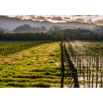 Lais Puzzle - Stehendes Wasser in einem Weinberg mit rollenden Hügeln in der Ferne, Dry Creek Valley, Healdsburg, Kalifornien, USA - 1.000 Teile