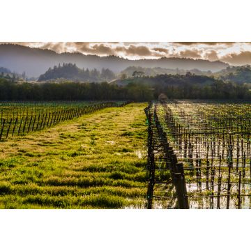 Lais Puzzle - Stehendes Wasser in einem Weinberg mit rollenden Hügeln in der Ferne, Dry Creek Valley, Healdsburg, Kalifornien, USA - 2.000 Teile