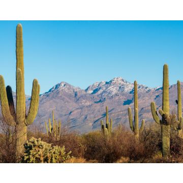 Lais Puzzle - Kakteen im Saguaro-Nationalpark in Süd-Arizona - 40, 100, 200, 500, 1.000 & 2.000 Teile