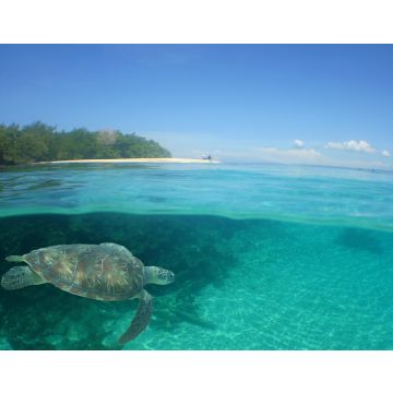 Lais Puzzle - Unterwasserszene , Karibisches Meer , Venezuela - 40, 100, 200, 500, 1.000 & 2.000 Teile