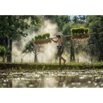 Lais Puzzle - Harte Arbeit Landwirt in Reis grünen Feldern hält Reis Baby - 1.000 Teile