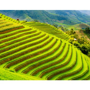 Lais Puzzle - Terrassenreisfeld in den Bergen von Mu Cang Chai, Provinz Yen Bai, Nordvietnam - 40, 100, 200, 500, 1.000 & 2.000 Teile