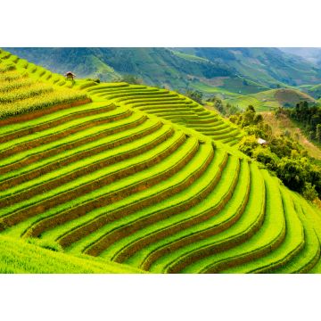 Lais Puzzle - Terrassenreisfeld in den Bergen von Mu Cang Chai, Provinz Yen Bai, Nordvietnam - 1.000 Teile