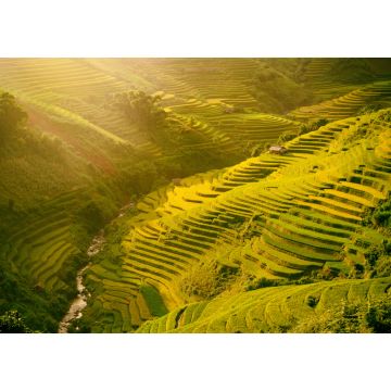 Lais Puzzle - Morgendliche Reisterrassen in der Schlucht. Vietnam Reisfeldterrassen in den Bergen in Mu Cang Chai Vietnam - 1.000 Teile