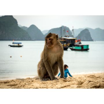 Lais Puzzle - Strand der Affeninsel in der Lan Ha Bucht, Ha long Bay Tour in Cat Ba, Vietnam - 1.000 Teile
