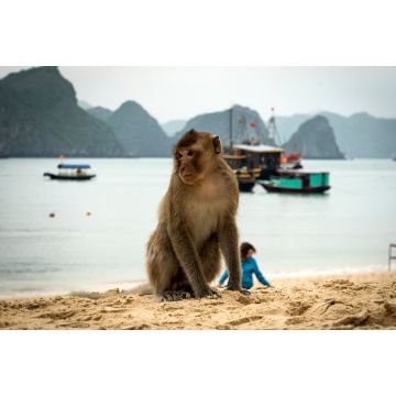 Lais Puzzle - Strand der Affeninsel in der Lan Ha Bucht, Ha long Bay Tour in Cat Ba, Vietnam - 2.000 Teile