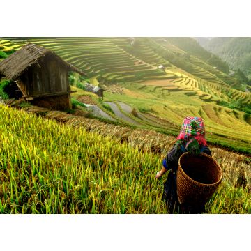 Lais Puzzle - schöne Reisterrassen, in Mu cang chai, Yenbai, Vietnam - 1.000 Teile