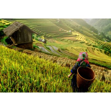 Lais Puzzle - schöne Reisterrassen, in Mu cang chai, Yenbai, Vietnam - 2.000 Teile