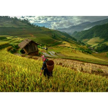 Lais Puzzle - schöne Reisterrassen, in Mu cang chai, Yenbai, Vietnam - 1.000 Teile
