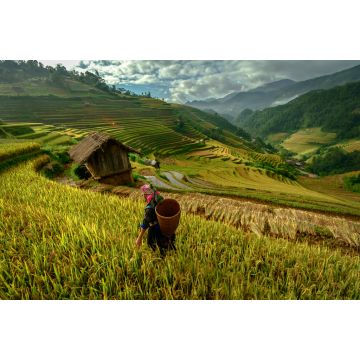 Lais Puzzle - schöne Reisterrassen, in Mu cang chai, Yenbai, Vietnam - 2.000 Teile