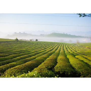 Lais Puzzle - Mocchau-Hochland, Vietnam: Teehügel Moc Chau, Dorf Moc Chau - 1.000 Teile