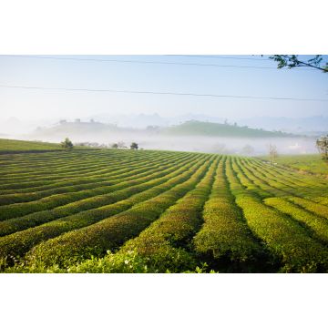 Lais Puzzle - Mocchau-Hochland, Vietnam: Teehügel Moc Chau, Dorf Moc Chau - 2.000 Teile